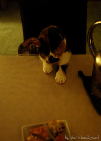 ハンターキャット、ふたたび参上!_b0253205_06455471.jpg