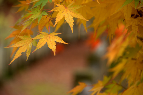 2015/11/17 沢入駅の紅葉_a0340812_8441325.jpg