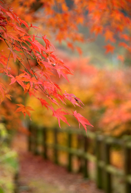 2015/11/17 沢入駅の紅葉_a0340812_844266.jpg