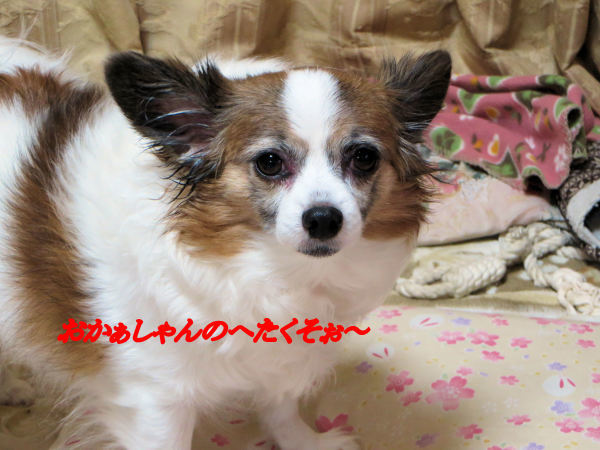 a0149240_22184495.jpg