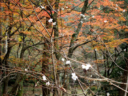 山中温泉紅葉盛紀行。_a0027641_6452289.jpg