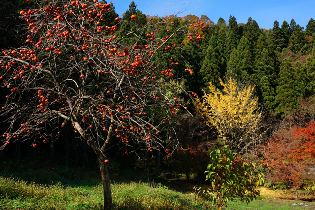 紅葉～残り柿_a0330642_22152475.jpg