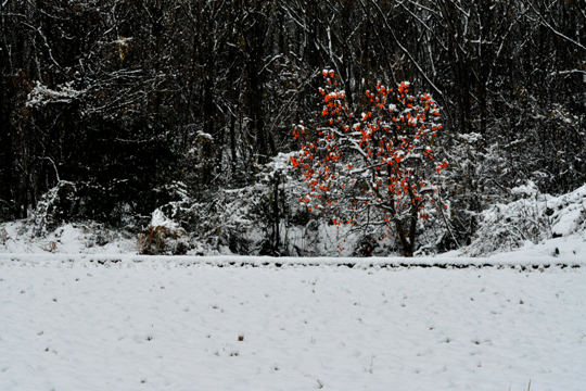 c0093046_14424865.gif