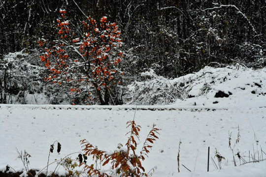 c0093046_14432331.gif