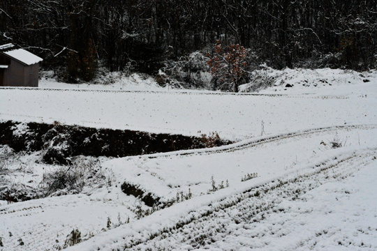 c0093046_14434125.gif