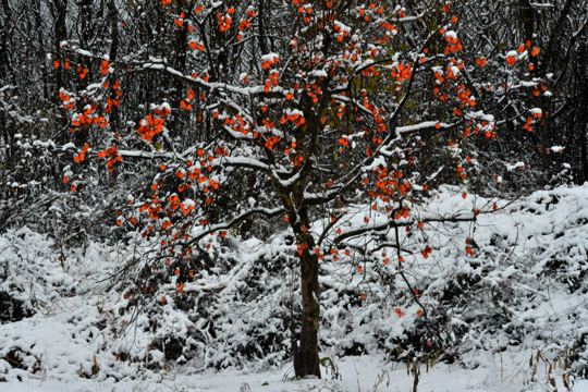 c0093046_1443599.gif