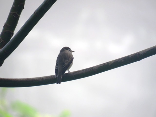 b0227552_15580910.jpg