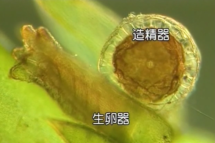 配信映画が絵本の資料に_b0115553_8124582.png