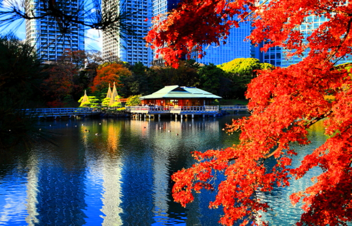 浜離宮恩賜庭園紅葉 小さな旅で観た情景