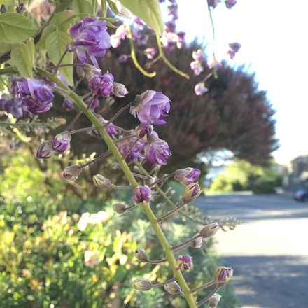 32.花と緑と空と海、そして可愛らしいINN。Mendocino_a0199262_1711992.jpg