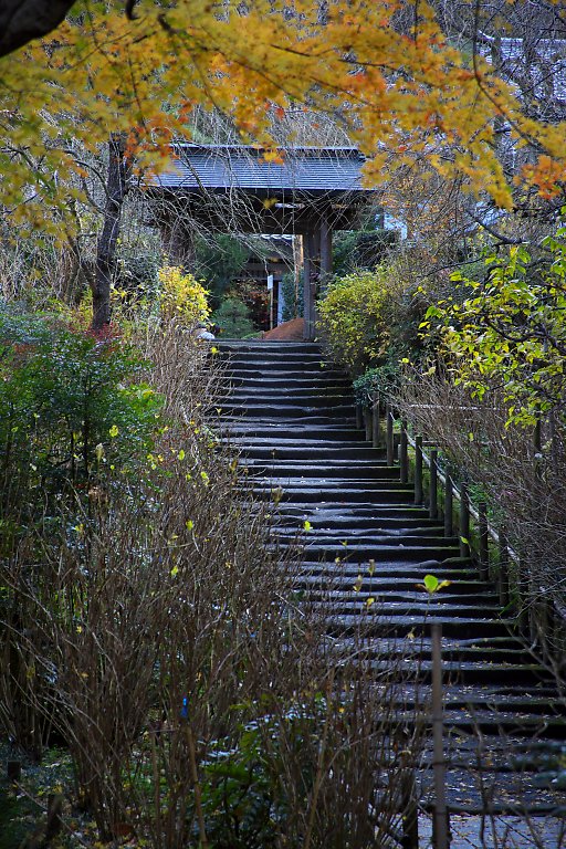 鎌倉　明月院（１２月１６日）_c0057265_1432869.jpg