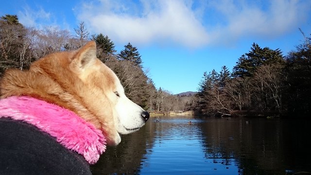 師走のぱんこ_b0274270_1391159.jpg