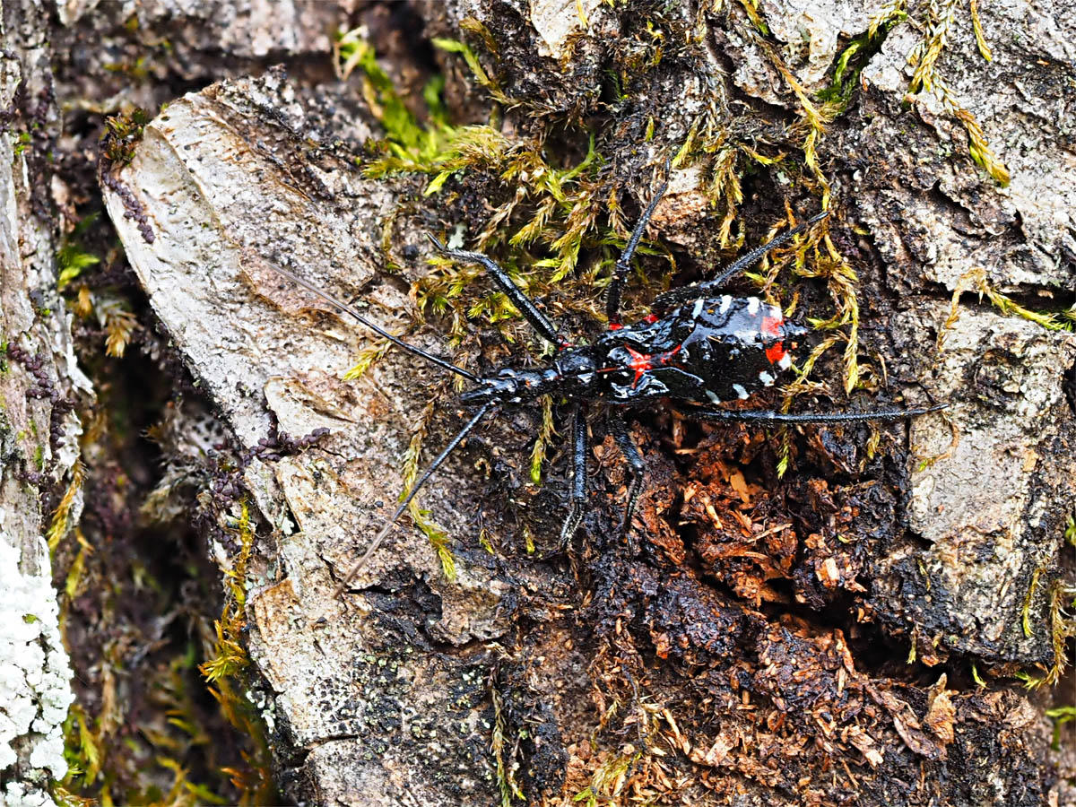 ハラビロカマキリまだ頑張っている？_d0283373_19351029.jpg