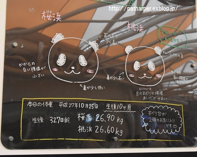 ２０１５年１０月　白浜パンダ見隊２　その５（２日め）　桜桃　３２７日齢_a0052986_23191534.jpg