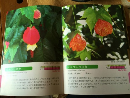 ショウジョウカ_e0028387_11591335.jpg