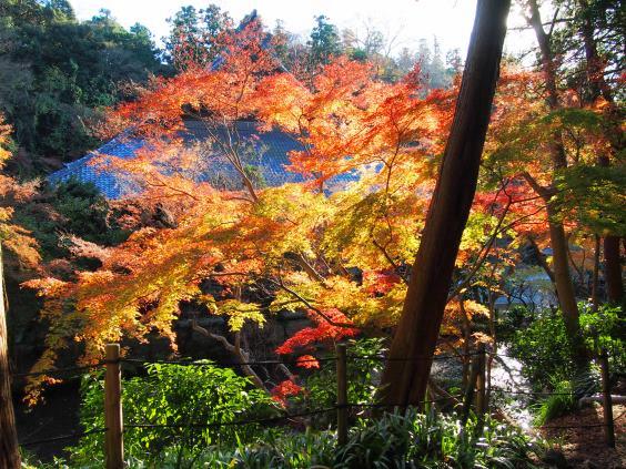 再びの妙本寺－紅葉は終盤へ(2015.12.18)_e0245404_05413.jpg