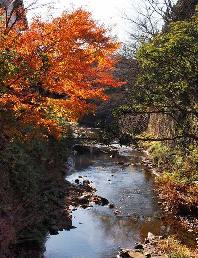 再びの妙本寺－紅葉は終盤へ(2015.12.18)_e0245404_0593680.jpg