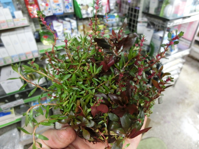 Uni-Aqu ADA News!Vol.53 今週の「みずくさの森」入荷情報_b0141806_2392733.jpg