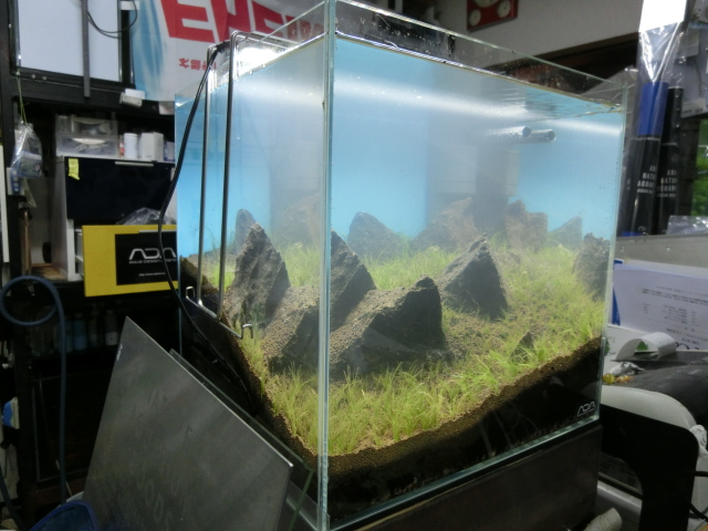 Uni-Aqu ADA News!Vol.53 今週の「みずくさの森」入荷情報_b0141806_2555879.jpg