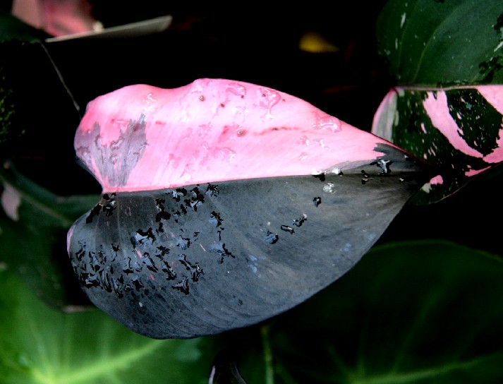 世界一綺麗な花 １２ １９ 写録番外編