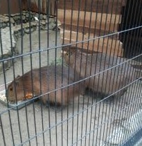 大阪でカピバラ(中平)_f0354314_15122750.jpg