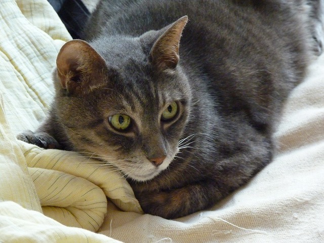 まるで親子のようなキジトラの猫_b0166128_812397.jpg