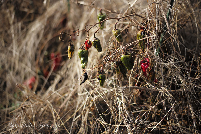 Leica M typ262 試写_d0108132_14264444.jpg