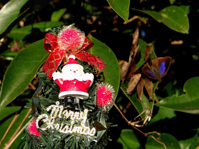 Merry Christmas！_d0254540_20354166.jpg