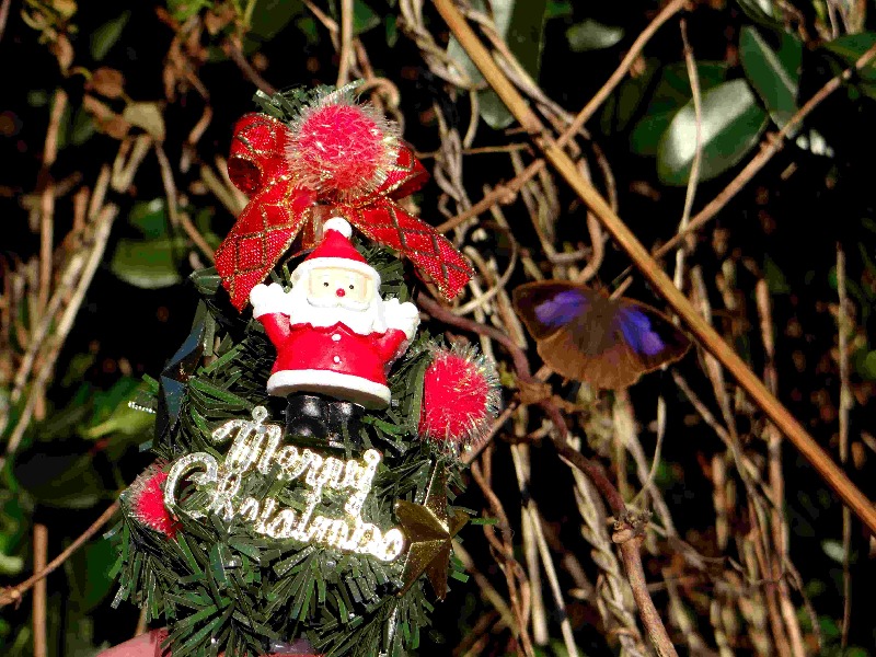 Merry Christmas！_d0254540_20355730.jpg