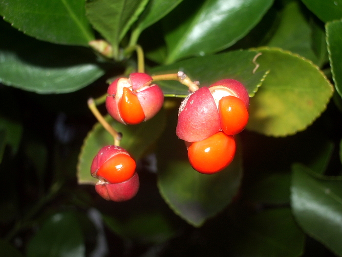 柾の実 時々の花 柾の実 時々の花
