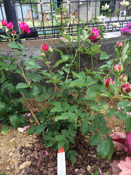 ウィリアムシェークスピア00の仮剪定 My Small Garden Sugar Plum