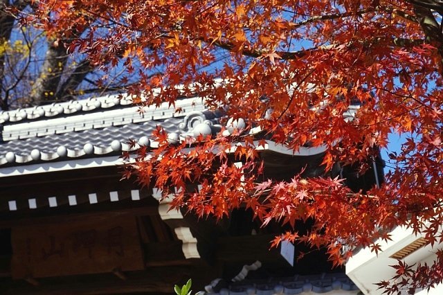 名残の紅葉＆冬桜_b0122448_17260261.jpg