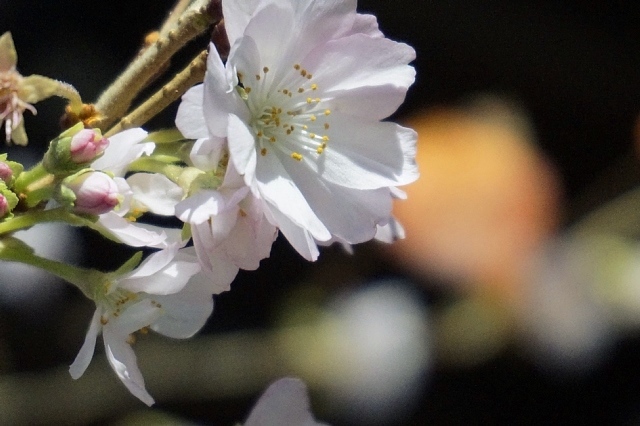 名残の紅葉＆冬桜_b0122448_17285214.jpg