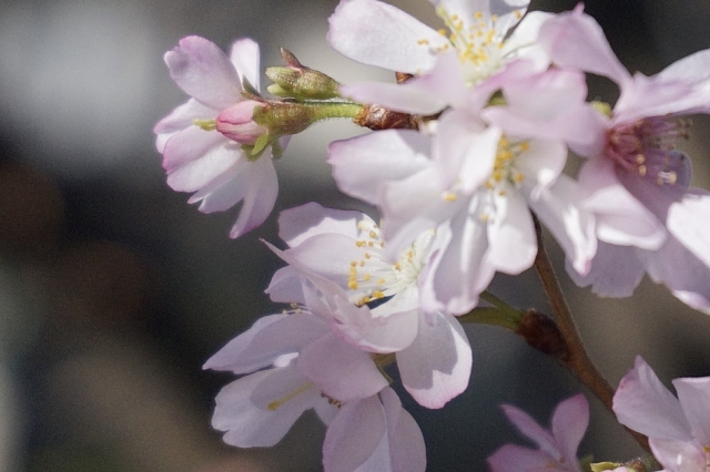 名残の紅葉＆冬桜_b0122448_17295149.jpg