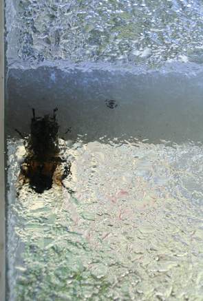 e0126350_14242455.jpg