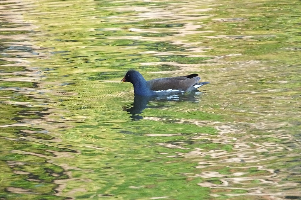 午後の公園で　　　　　　　　_b0236251_13565235.jpg