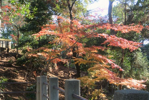 今朝川越の喜多院へ。_b0115553_12401083.jpg