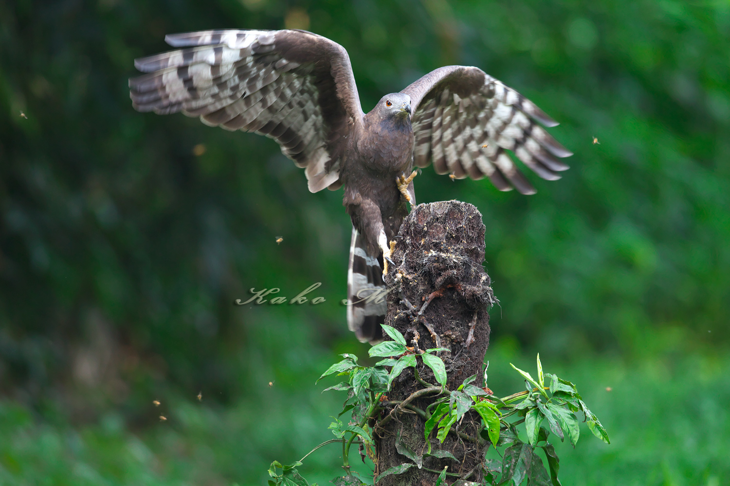 ハチクマ　東方蜂鷹　Oriental Honey-buzzard_d0013455_20364552.jpg