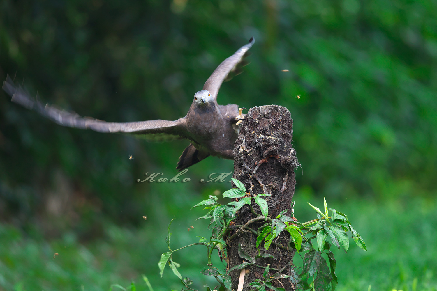 ハチクマ 東方蜂鷹 Oriental Honey-buzzard : ぼちぼち、と