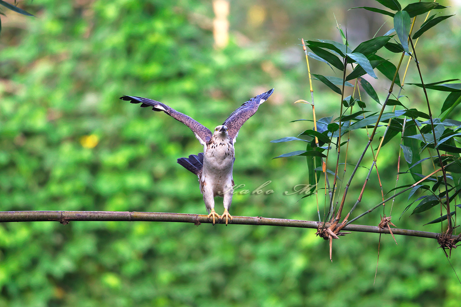 ハチクマ　東方蜂鷹　Oriental Honey-buzzard_d0013455_20403443.jpg