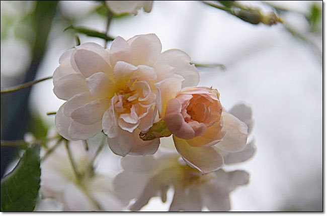久し振りの庭・・・スノーグースが咲いています。_b0053765_16283871.jpg