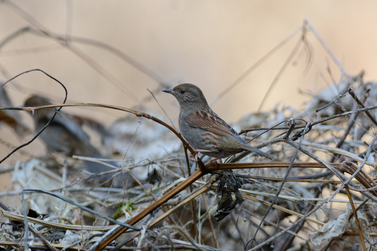 カヤクグリ_f0053272_9243572.jpg