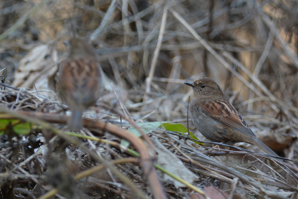 カヤクグリ_f0053272_9265578.jpg