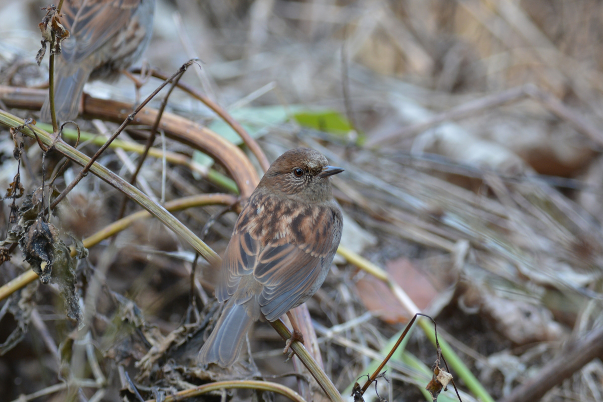 カヤクグリ_f0053272_9292373.jpg