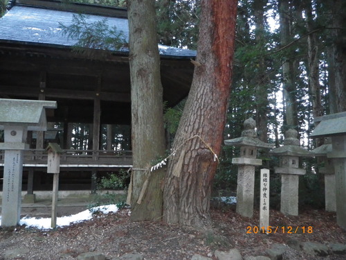 なかよしの木_e0290580_121114.jpg