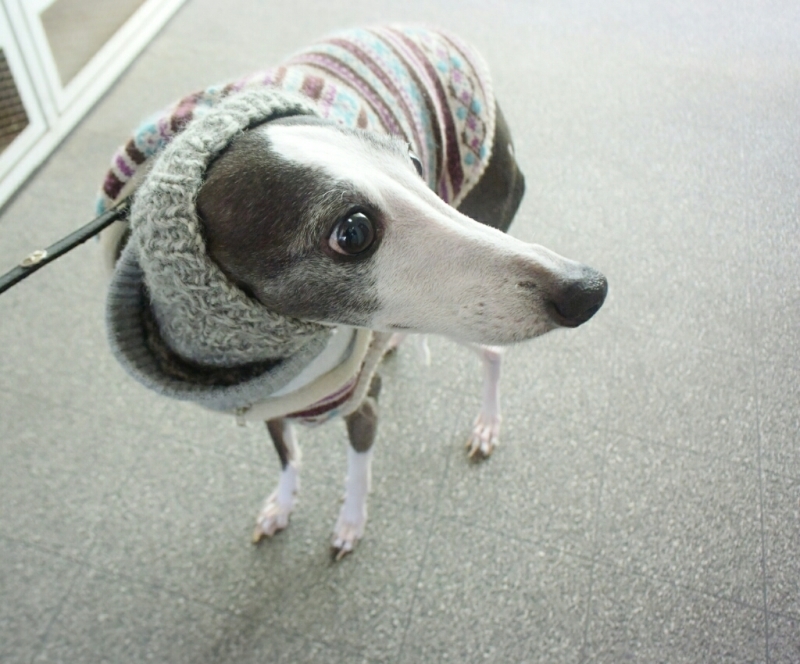 本日のフェっちゃんならぬ 昨日のフェっちゃん Ferme Miryuu 本日のフェっちゃんならぬ 昨日のフェっちゃん Ferme Miryuu