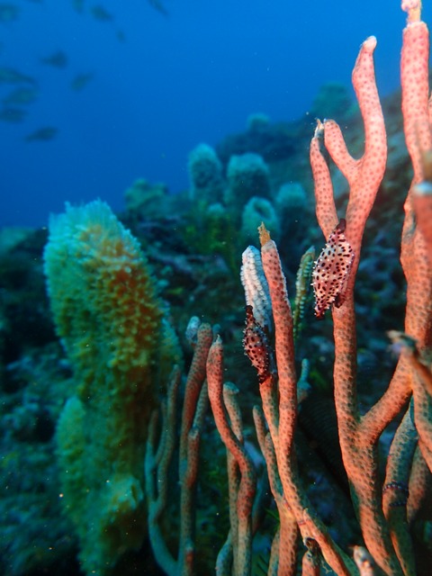 f0151886_1652091.jpg