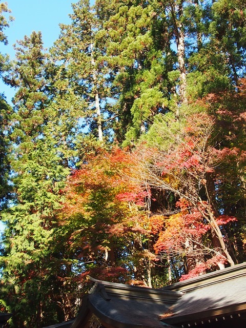  2015年秋・友旅前半「岐阜県」⑥高山ラーメンと櫻山八幡宮（高山祭屋台会館）_f0146587_21213790.jpg