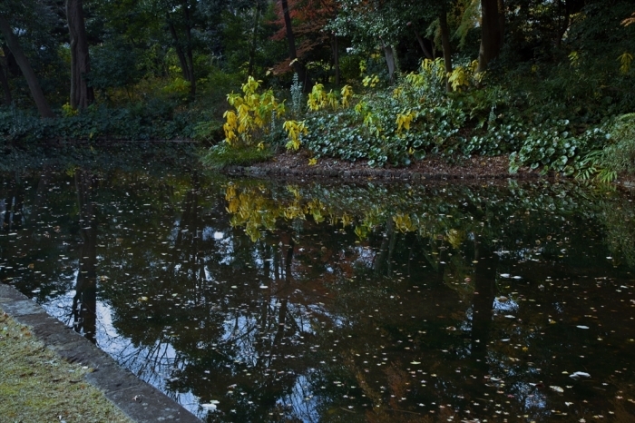 最後の紅葉、小石川後楽園(1)_e0305388_08524286.jpg