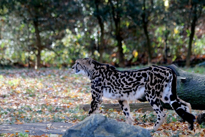 チーター@多摩動物公園_a0127090_14201835.jpg